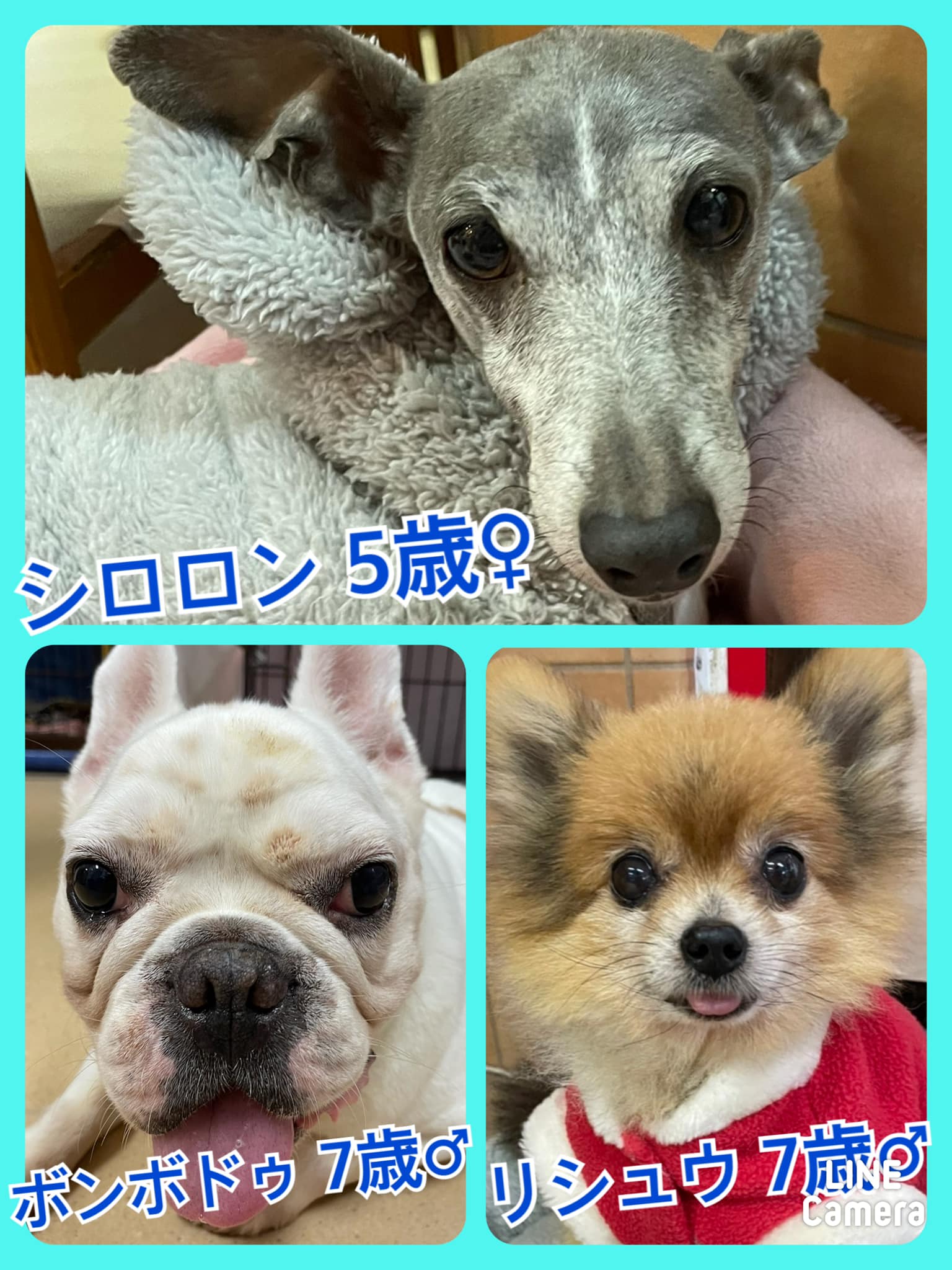 🐾今日の里親様募集中ワンコ🐶メンバーです🐾2021,12,29【保護犬カフェ天神橋店】